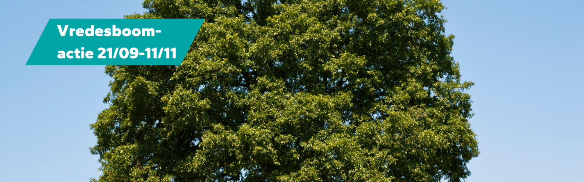 Een grote boom die alleen staat in het midden van een grote veld