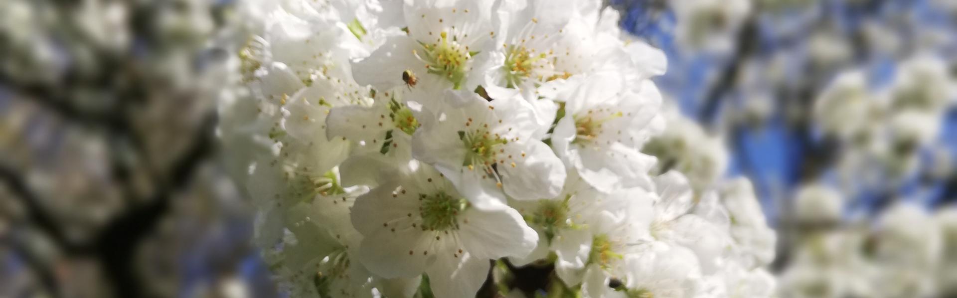 Kersenbloesem tegen een blauwe lucht