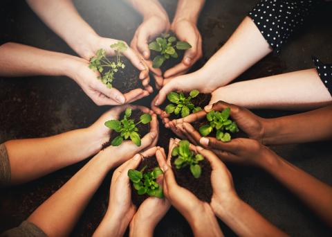 Handen ineen, plant grond en diversiteit boven duurzaamheid en gemeenschapswerk. Mensen, groen blad en milieu project